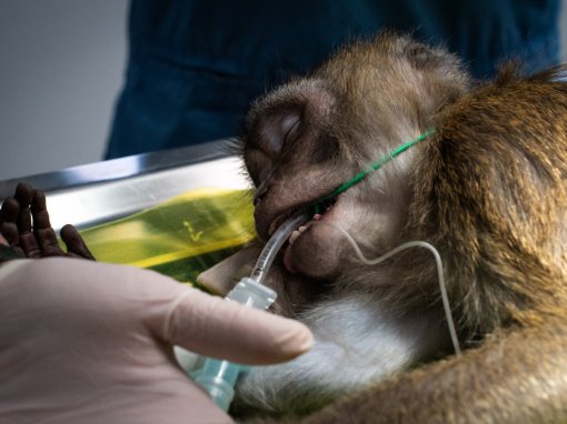 testing on a monkey [ 154.33 Kb ]