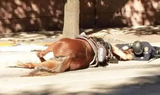 Facebook_Animal Justice League Houston [ 387.21 Kb ]