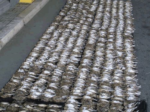 Zaplijenjene ptice 1