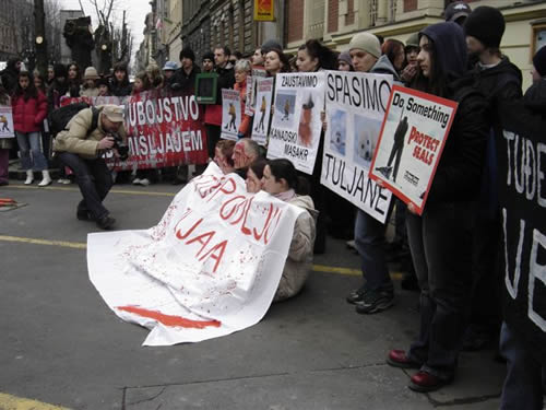 'Krvavi' aktivisti za krvave bebe tuljana 4