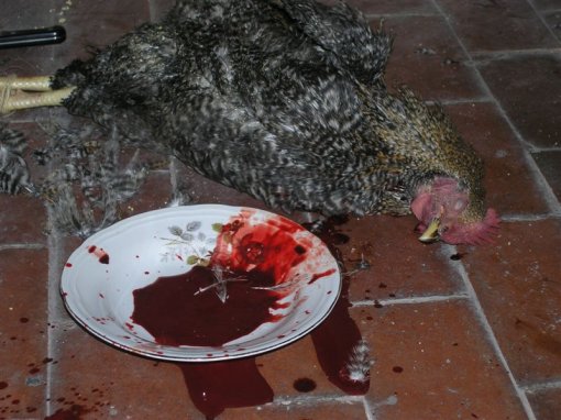 Klanje u Klovi�evim dvorima5