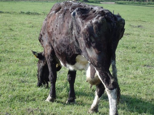 Cows on Bio Farm 3 [ 222.59 Kb ]