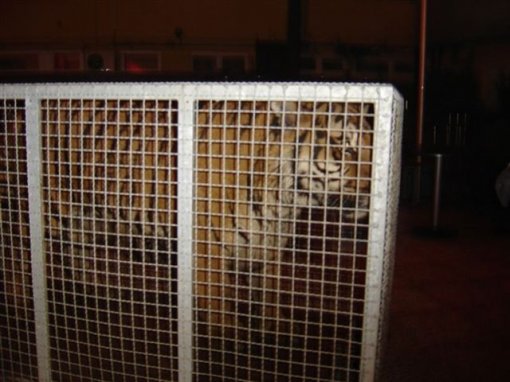 Tiger promotes night club [ 67.22 Kb ]