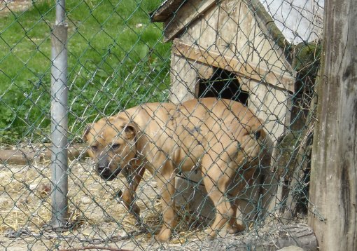Breeding dogs for fight3 [ 703.39 Kb ]