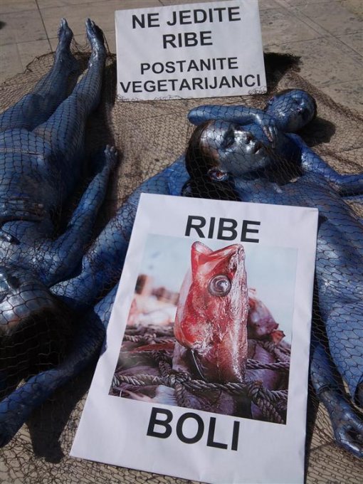 Action for fish in Zadar 2 [ 95.18 Kb ]