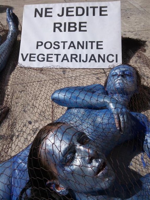 Action for fish in Zadar 6 [ 109.39 Kb ]