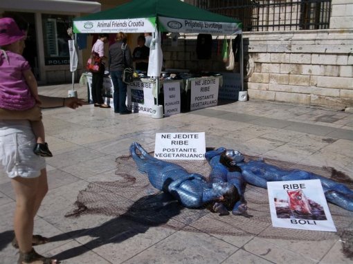 Action for fish in Zadar 8 [ 97.02 Kb ]
