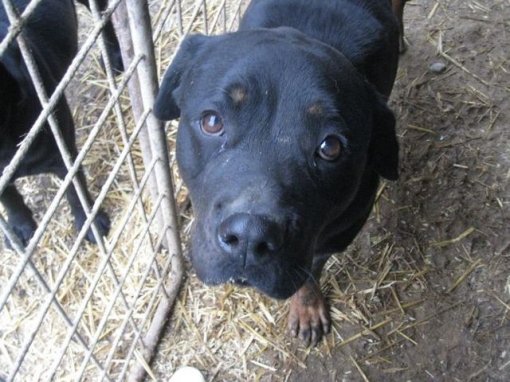 Mony �eka udomitelja (Foto: Spirit) [ 82.60 Kb ]