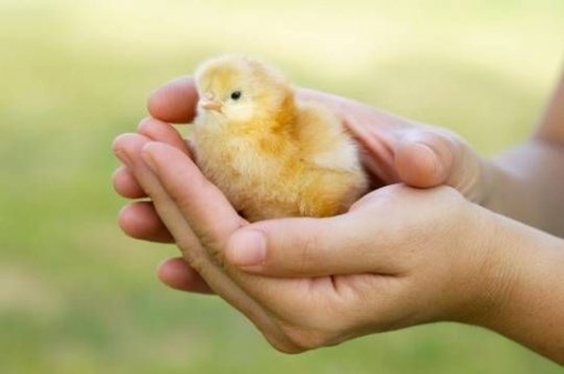 Chick [ 16.08 Kb ]