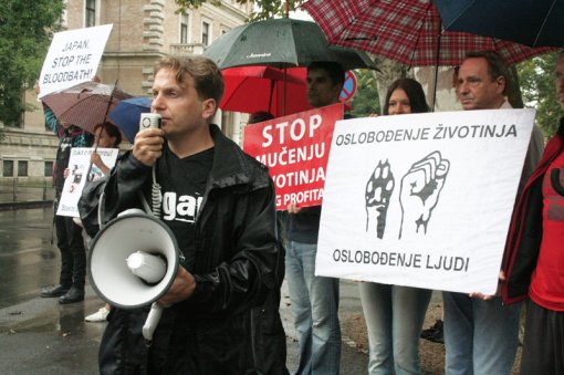Protest against dolphin killing [ 510.78 Kb ]