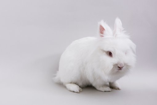 bunny Chilli [ 100.79 Kb ]