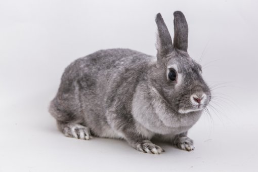 bunny Pika [ 130.32 Kb ]