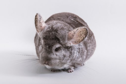chinchilla Chili [ 133.56 Kb ]