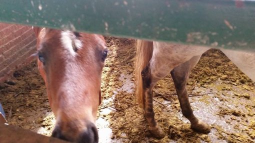 Konji�ki klubu Equus Cabalus 15 [ 85.08 Kb ]