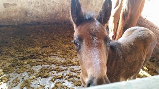 Konji�ki klubu Equus Cabalus 16 [ 85.52 Kb ]
