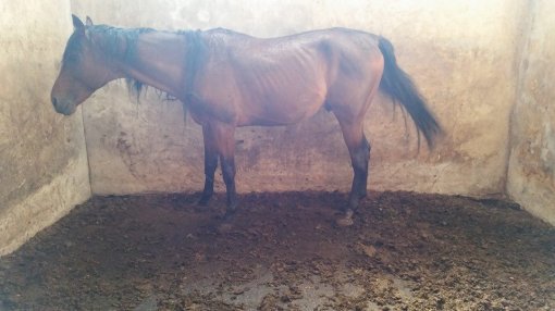 Konji�ki klubu Equus Cabalus 17 [ 91.61 Kb ]