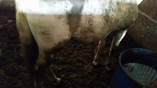 Konji�ki klubu Equus Cabalus 18 [ 94.36 Kb ]