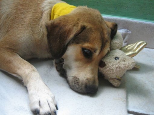 dog Mala - after operation [ 71.13 Kb ]