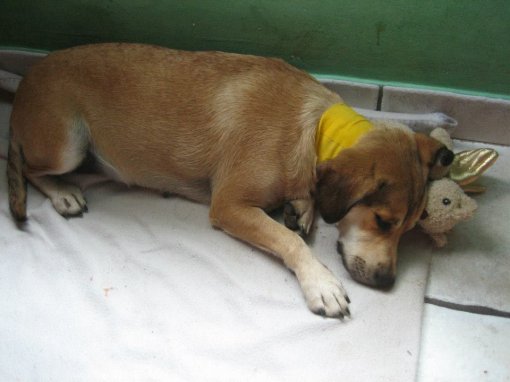 dog Mala - recovering after operation [ 80.58 Kb ]