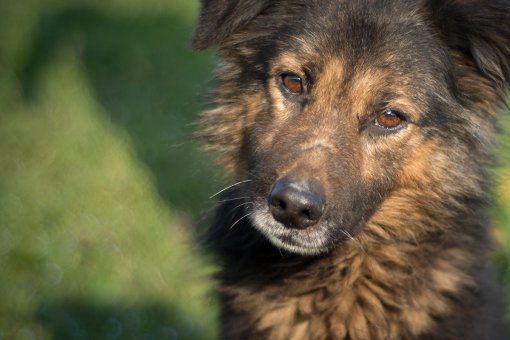 Dumovec - Rex [ 709.78 Kb ]