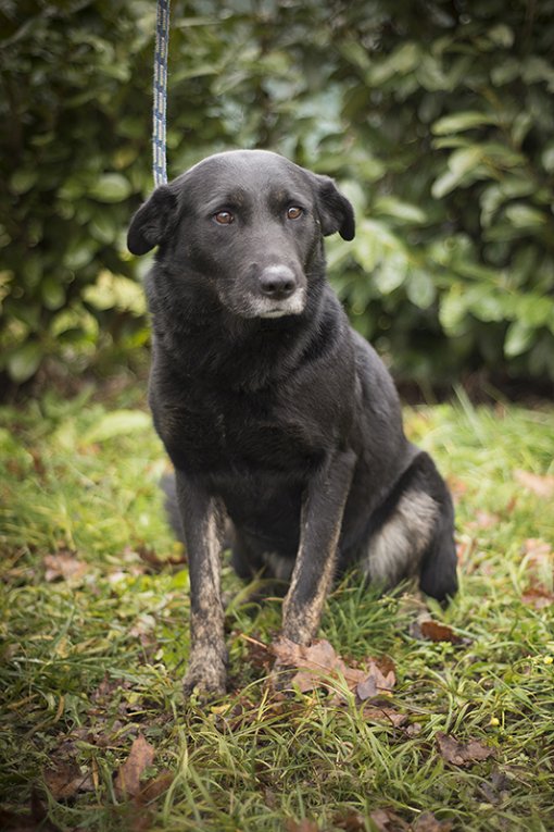 Dumovec - Cura [ 466.84 Kb ]